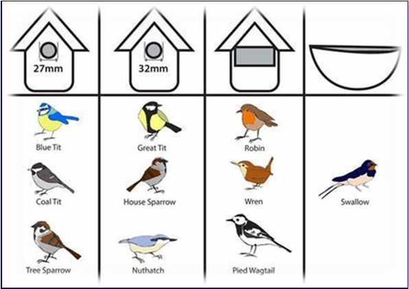 A variety of birds and different styles of birdbox